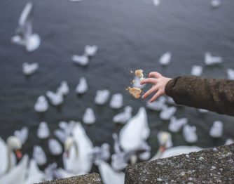girl feeding swans and seagulls girl feeding swans and seagulls